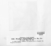 Pithya cupressina image
